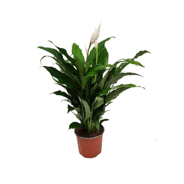 Spathiphyllum "Peace Lily" Plant 13cm x 75cm