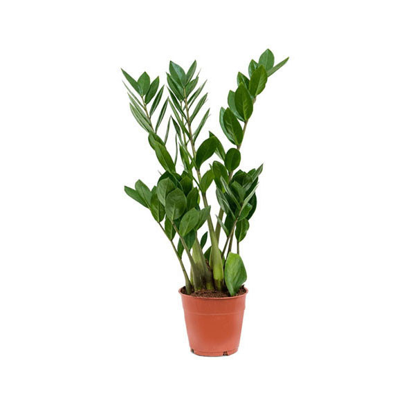 Zambia Plant 12cm x 30cm