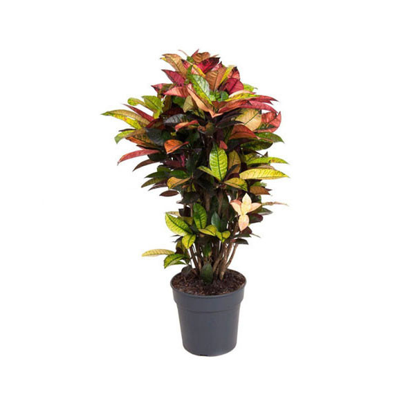 Alocasia Polly Plant 19cm x 60cm