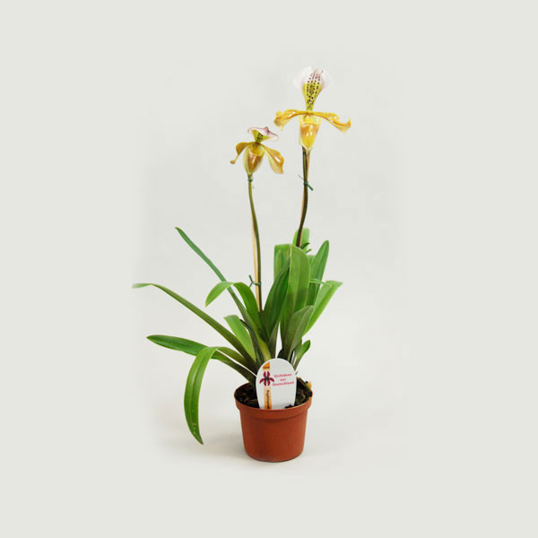 Big American Lion Mouth Flower 12cm